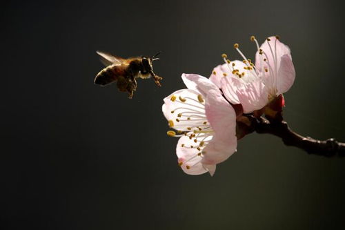 山东邂逅美 摄影大赛 花香蜂舞